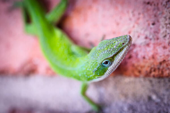 Chameleon Poster featuring the photograph Friendly Lizard by David Downs