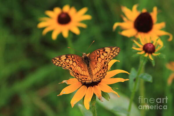 Best Black-eyed Susan Poster featuring the photograph Friends by Reid Callaway