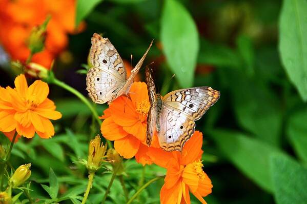 Butterflies Poster featuring the photograph Friendship by David Earl Johnson