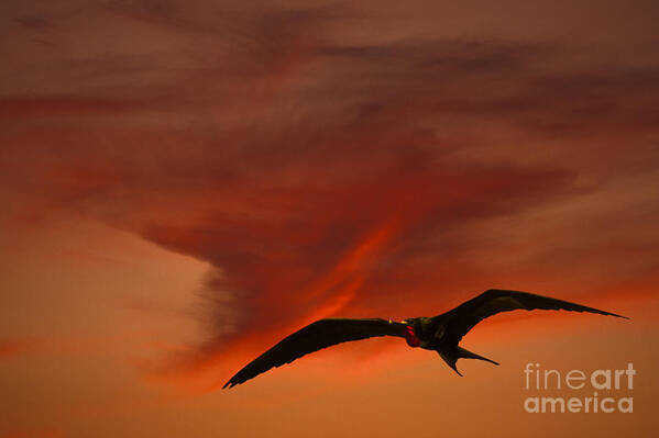 Animal Poster featuring the photograph Frigate Bird by Ron Sanford