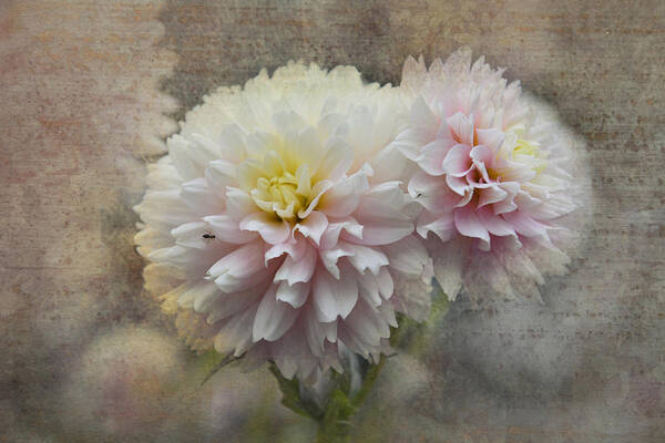 Pink Poster featuring the photograph Filoli Frills n Pink by Patricia Dennis