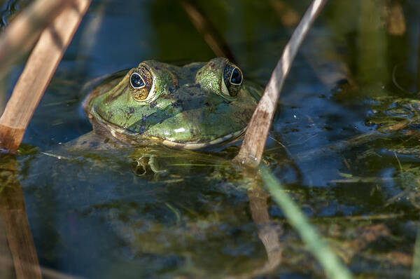 Amphibian Poster featuring the photograph Frog Eyes by Cathy Kovarik