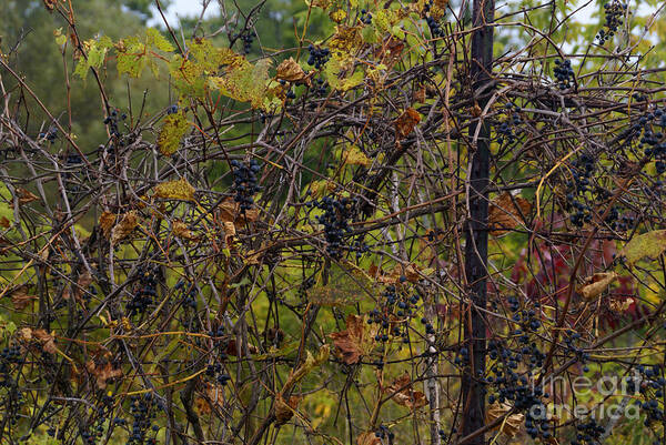 Wild-grape Poster featuring the photograph From August Until Frost by Linda Shafer