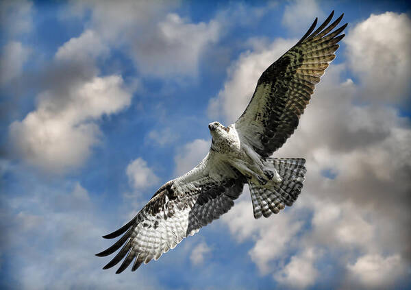 White Tail Deer Poster featuring the photograph From The Clouds by Steve McKinzie