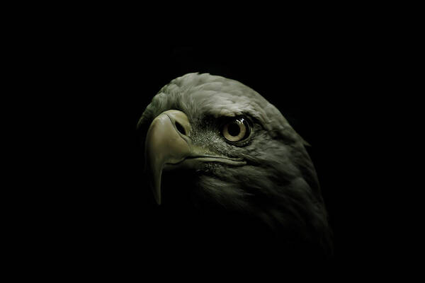 Eagle Poster featuring the photograph From the Shadows by Shane Holsclaw