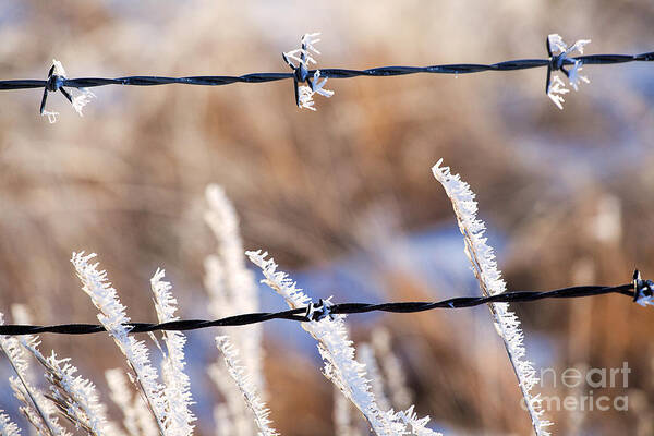 Ice Crystals Poster featuring the photograph Frosted Fence Line by Jim Garrison