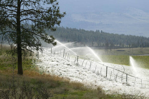 Kelowna Poster featuring the photograph Frosted Irrigation by Laura Tucker