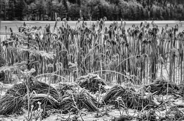 Austria Poster featuring the photograph Frozen Reeds by Christine Czernin-Morzin