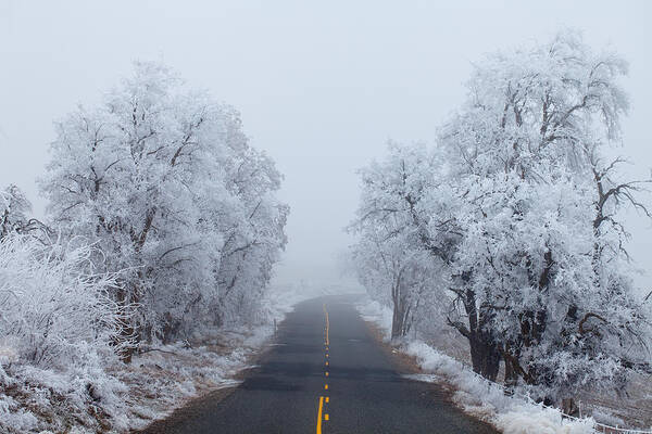 Ice Poster featuring the photograph Frozen Trees by Darren White