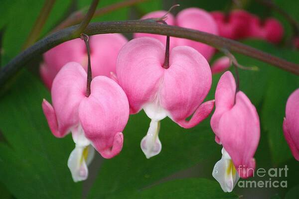 Bleeding Hearts Poster featuring the photograph Full Hearts by Veronica Batterson