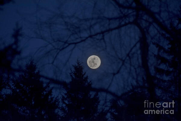 Moon Poster featuring the photograph Full Moon Light by Cheryl Baxter