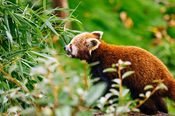 Photography Poster featuring the photograph Funny Red Panda by Pati Photography