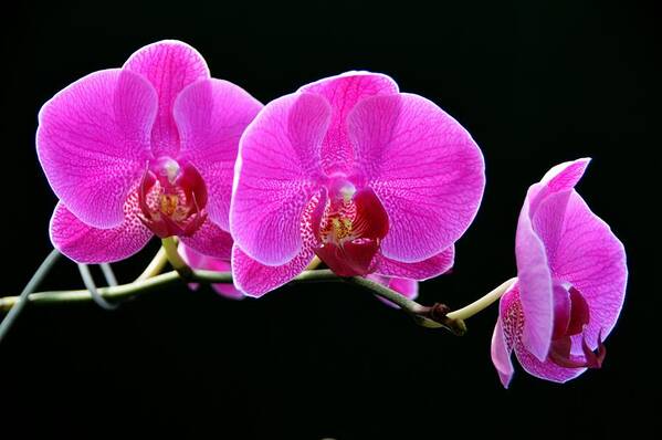 Orchids Poster featuring the photograph Fuschia Trio by David Earl Johnson