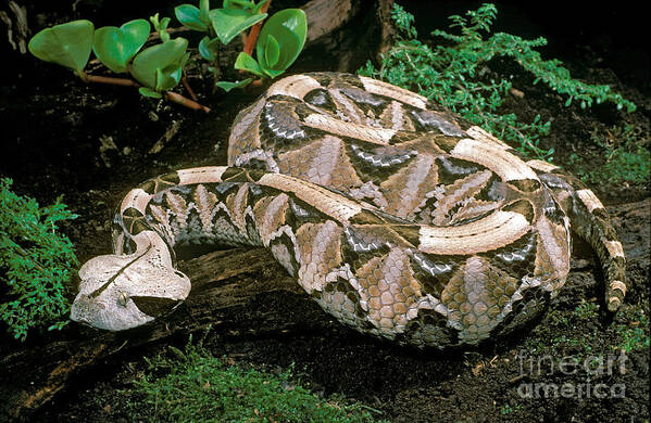 Gaboon Viper Poster featuring the photograph Gaboon Viper by ER Degginger