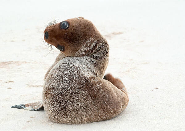 Animal Poster featuring the photograph Galapagos Sea Lion Pup by Michael Lustbader 
