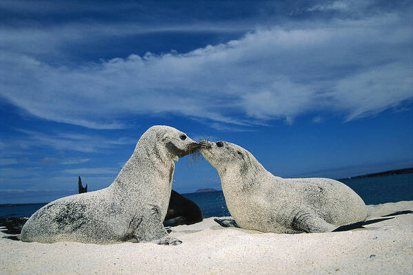 Feb0514 Poster featuring the photograph Galapagos Sea Lion Pups Covered In Sand by Tui De Roy