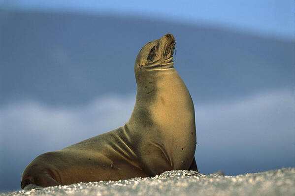 Feb0514 Poster featuring the photograph Galapagos Sea Lion Sunning Galapagos by Tui De Roy
