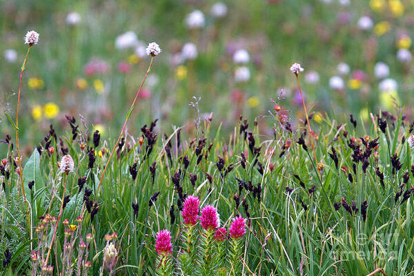 Alpine Flowers Poster featuring the photograph Garden Above the Clouds by Jim Garrison