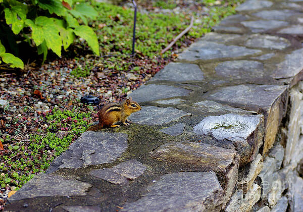 Stone Poster featuring the photograph Garden Chipmunk by Ules Barnwell