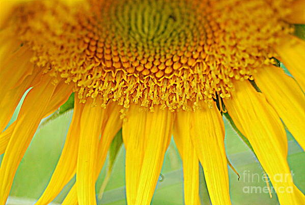 Yellow Poster featuring the photograph Sunny Sunflower by Eunice Miller
