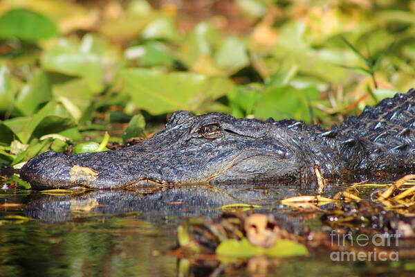 Alligator Poster featuring the photograph Gator Stare by Andre Turner