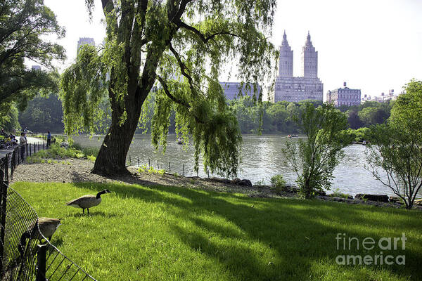Geese Poster featuring the photograph Geese in Central Park, NY by Madeline Ellis