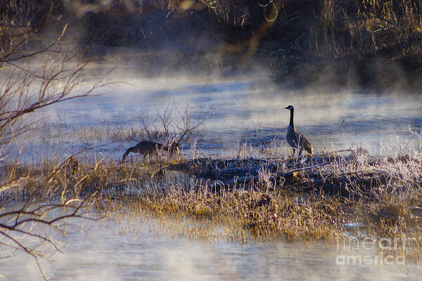 Canadian Geese Poster featuring the photograph Geese Taking a Break by Jennifer White