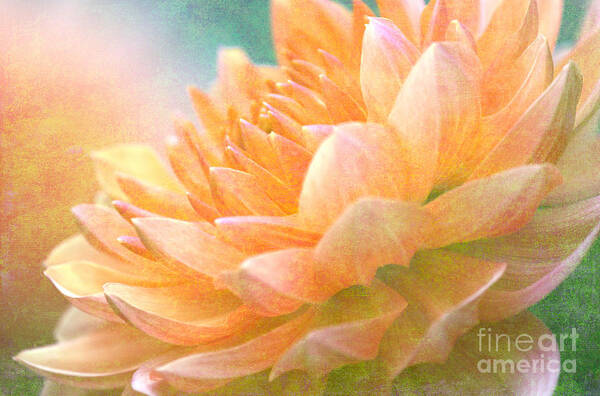 Gently Textured Dahlia Poster featuring the digital art Gently Textured Dahlia by Femina Photo Art By Maggie