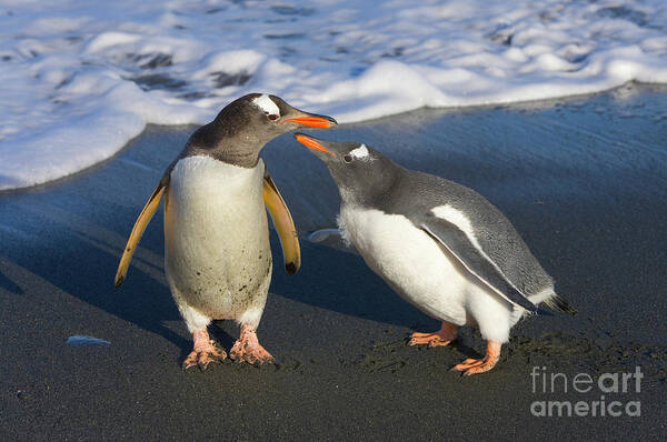 00345356 Poster featuring the photograph Gentoo Penguin Chick Begging For Food by Yva Momatiuk and John Eastcott