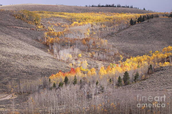 Aspens Poster featuring the photograph Geometric Autumn Patterns in the Rockies by Kate Purdy