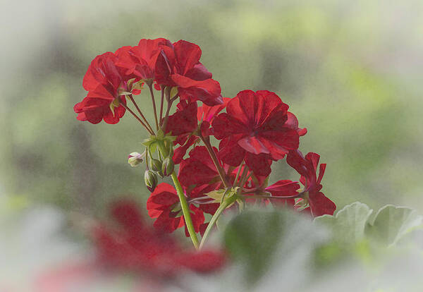 Geranium Poster featuring the photograph Geranium II by Wayne Meyer