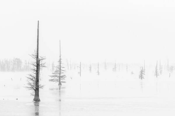 Black And White Trees Poster featuring the photograph Ghost Trees Lake Conway by David Waldrop