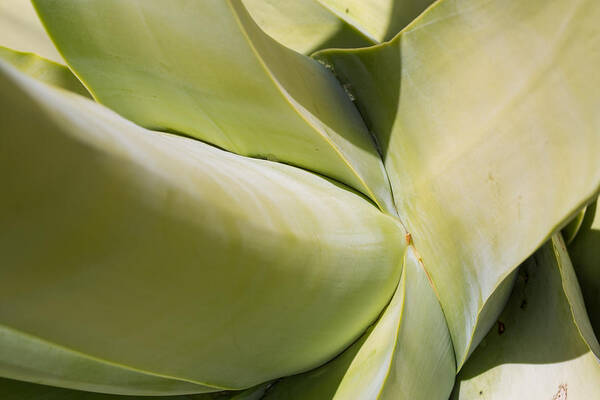 Agave Poster featuring the photograph Giant Agave Abstract 9 by Scott Campbell