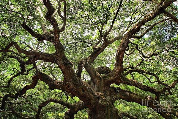 Angel Oak Poster featuring the photograph Giant Angel Oak by Adam Jewell
