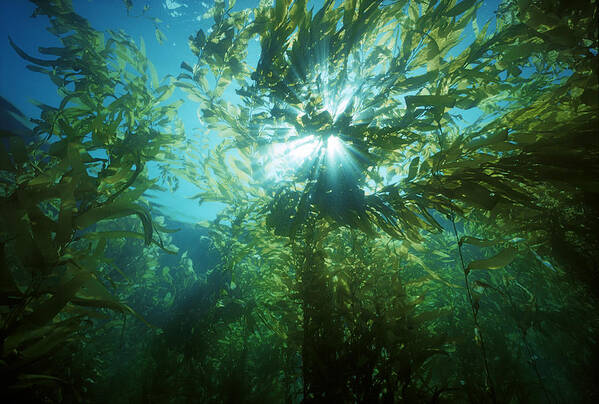Alga Poster featuring the photograph Giant Kelp Forest by Jeff Rotman