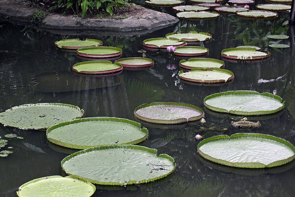 Pond Poster featuring the photograph Giant Lily Pads by Shoal Hollingsworth