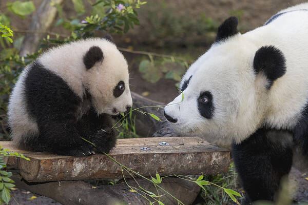 Feb0514 Poster featuring the photograph Giant Panda Mother With Cub by San Diego Zoo