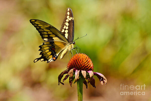 Butterfly Poster featuring the photograph Giant Swallowtail Butterfly by Kathy Baccari