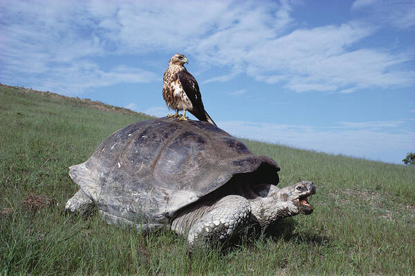 00140050 Poster featuring the photograph Giant Tortoise and Galapagos Hawk by Tui De Roy