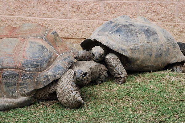 Tortoise Poster featuring the photograph Giant Tortoises by Jennifer Ancker