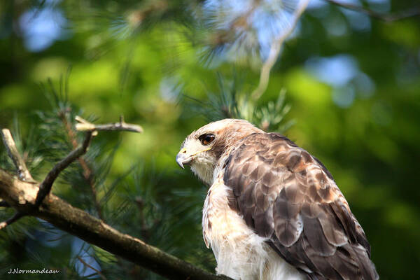 Red Tailed Hawk Poster featuring the photograph Gift by Sarah Lalonde