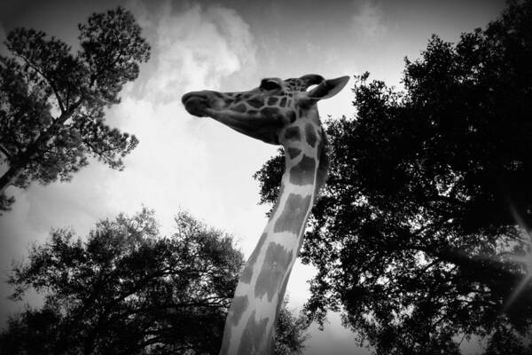 Giraffe Poster featuring the photograph Giraffe bw - Global Wildlife Center by Beth Vincent