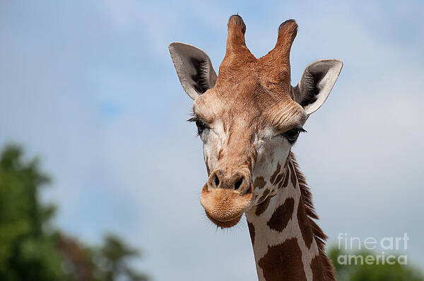 Giraffe Poster featuring the photograph Giraffe Portrait by Photos By Cassandra