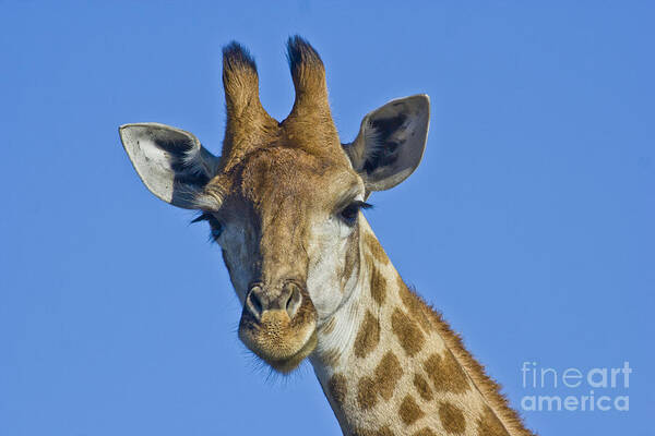 Amakhala Game Reserve Poster featuring the photograph Giraffe Portrait by Jennifer Ludlum