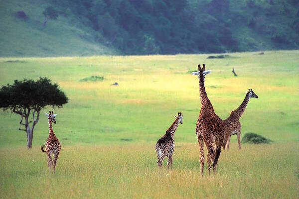 Giraffe Poster featuring the photograph Giraffe by Sebastian Musial