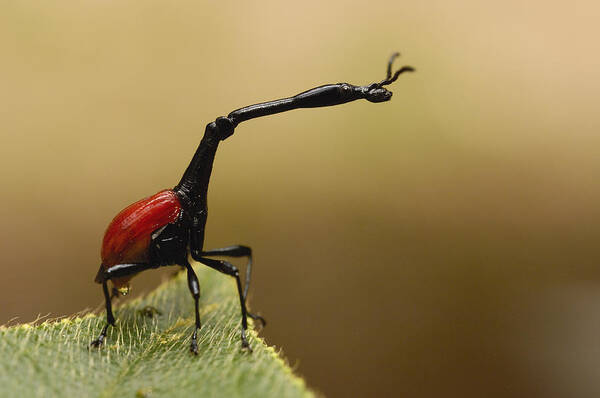 Feb0514 Poster featuring the photograph Giraffe Weevil Madagascar by Pete Oxford