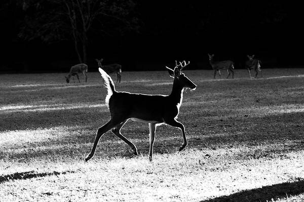 Deer Poster featuring the photograph Glowing Buck by Lorna Rose Marie Mills DBA Lorna Rogers Photography