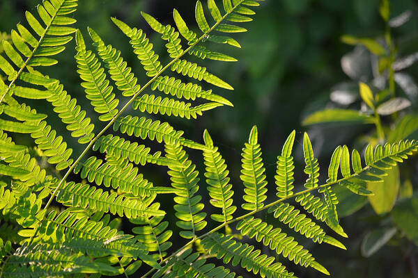 Fern Poster featuring the photograph Glowing Fern by Beth Venner