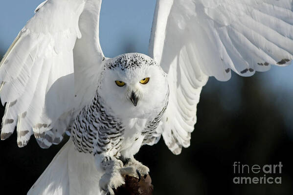 Glowing Snowy Owl In Flight Poster featuring the photograph Glowing Snowy Owl in Flight by Inspired Nature Photography Fine Art Photography