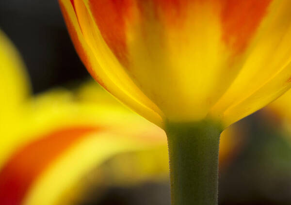 Color Poster featuring the photograph Glowing tulip by Arkady Kunysz